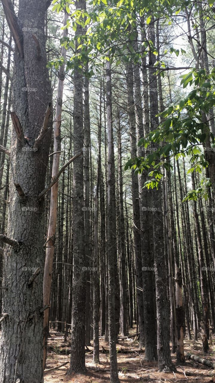 old tall pines. the tall aged pines of Enchanted Forest 