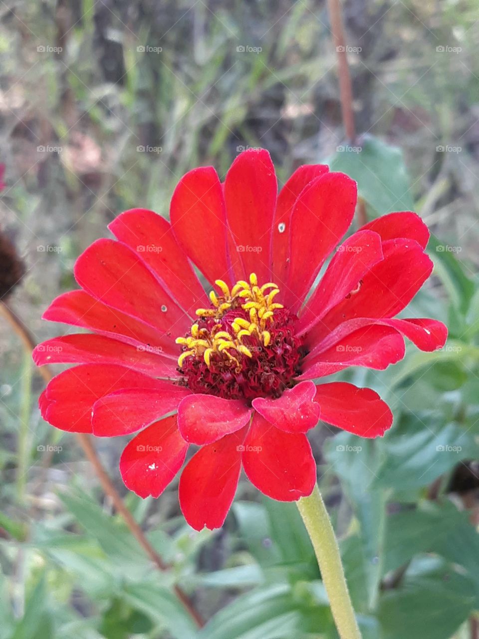 Red Flower