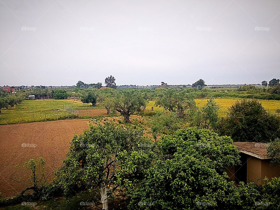 field with trees