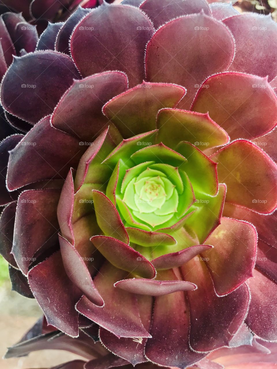 A relative of cactus 