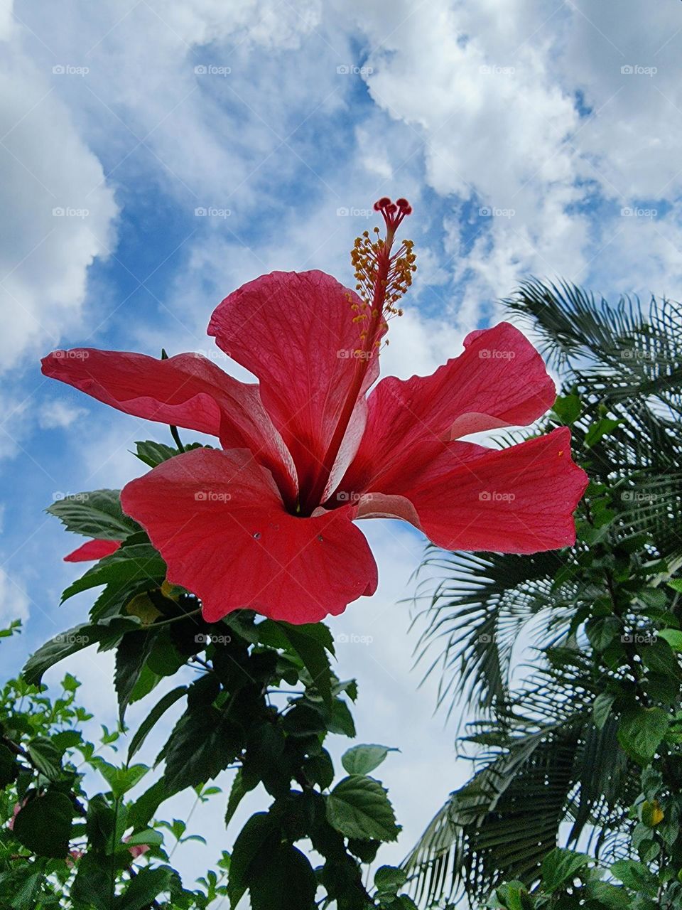 Jamaican hibiscus with skyview