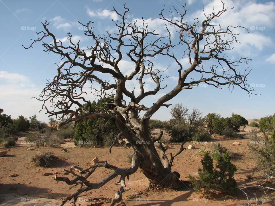 tree