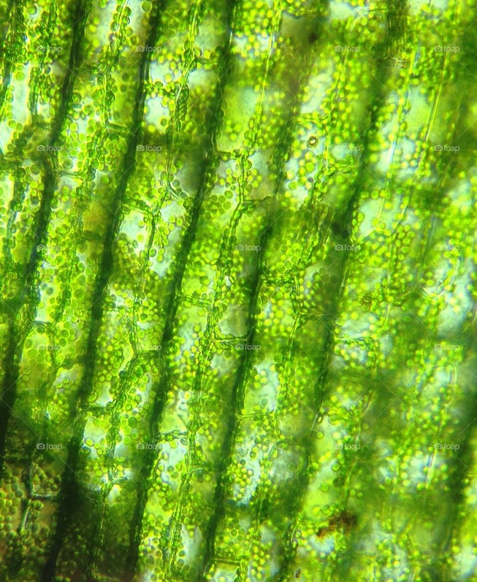 Plant leaf cells under microscope