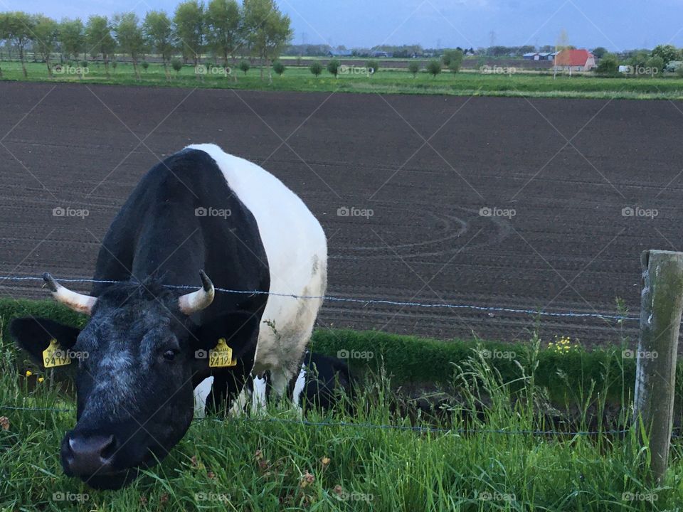 cow in the pasture the Netherlands 