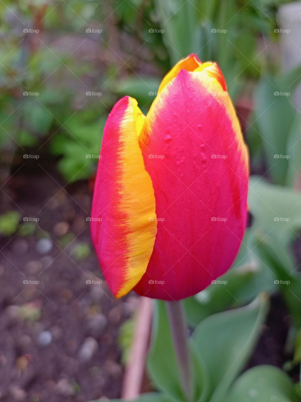 tulip