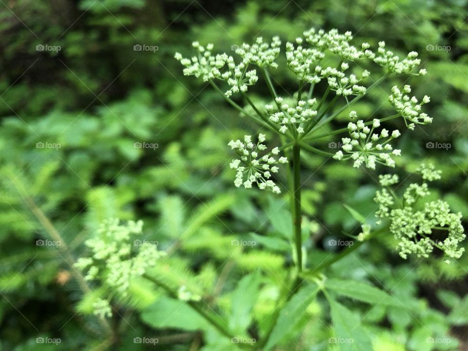 HD Photo Of a Small Cute White Flower In the Forest for Nature Lovers