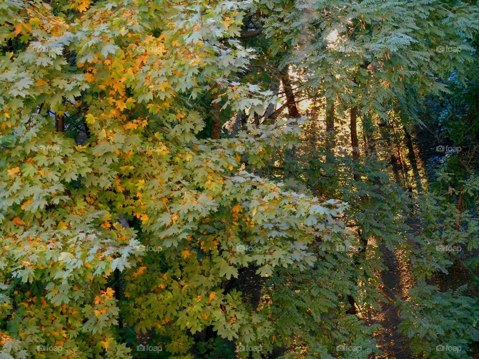 Leaf, No Person, Tree, Nature, Outdoors