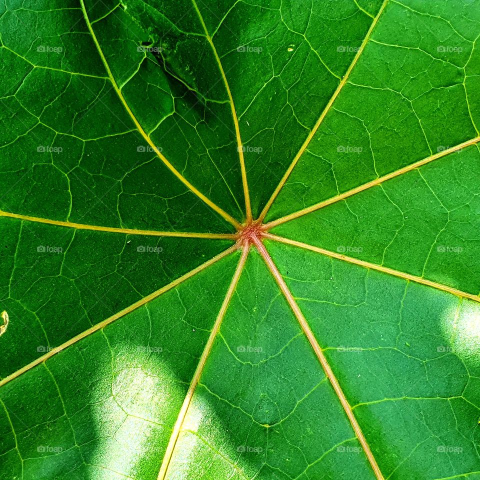leaf