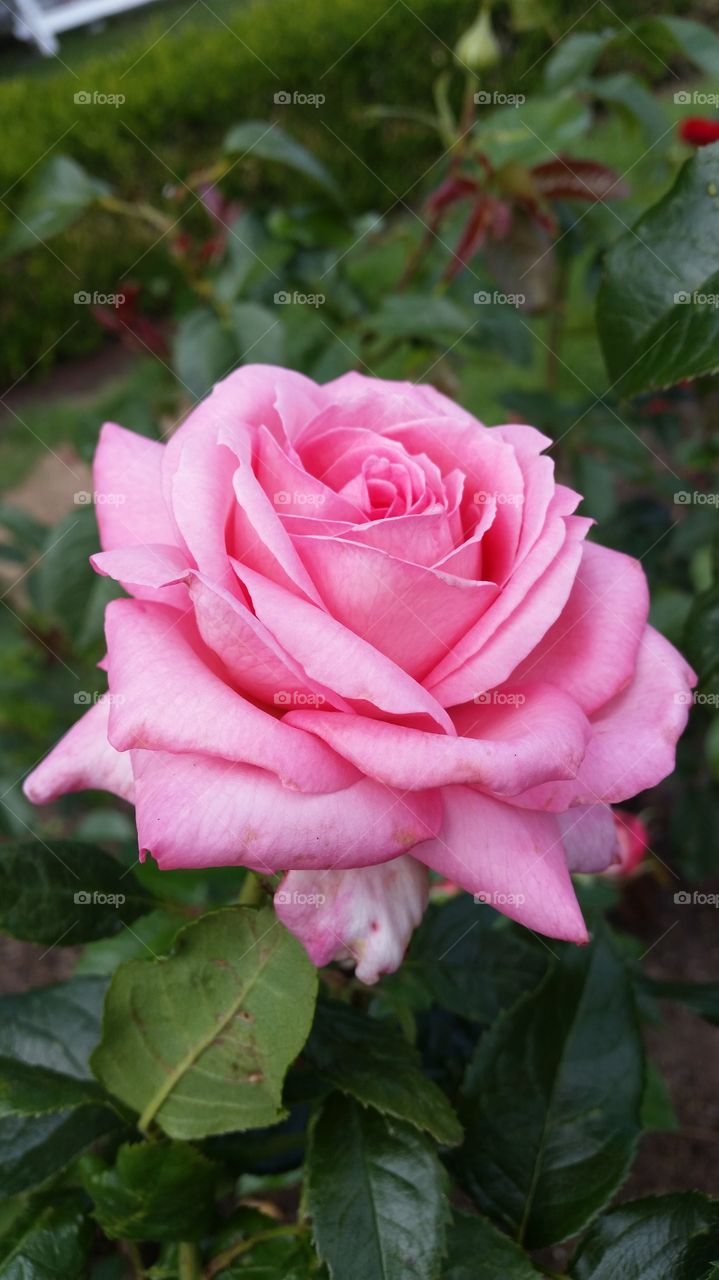 A beutiful pink rose