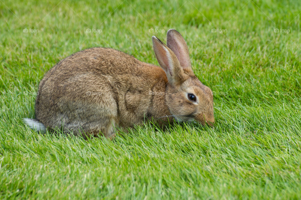 Parisian brown rabbit with big dark eyes and beautiful ears eats green grass on the lawn near the Hôtel National des Invalides