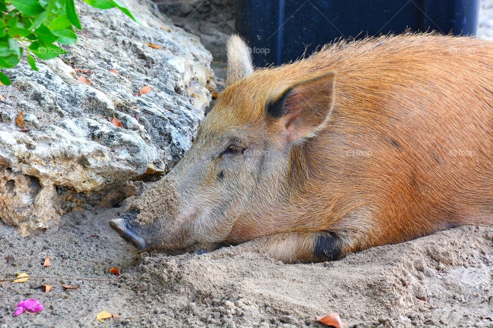 Pig on the beach