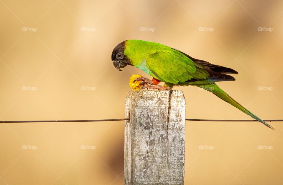 Periquitos comendo uma de suas frutas prediletas, a bocaiúva