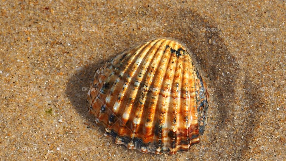 Lonely shell