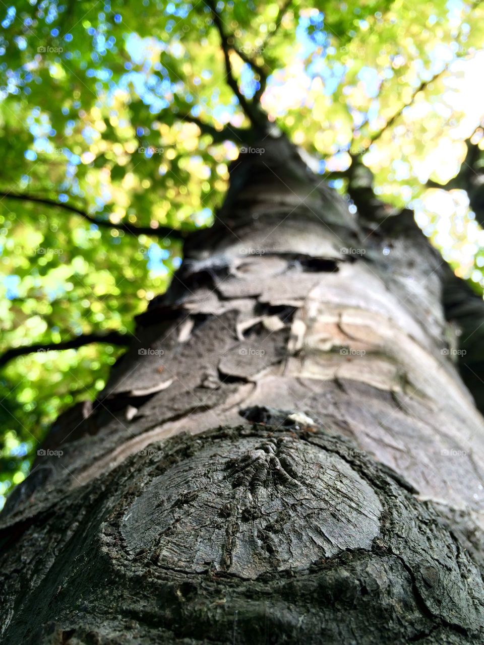 Low angle view of tree trunk