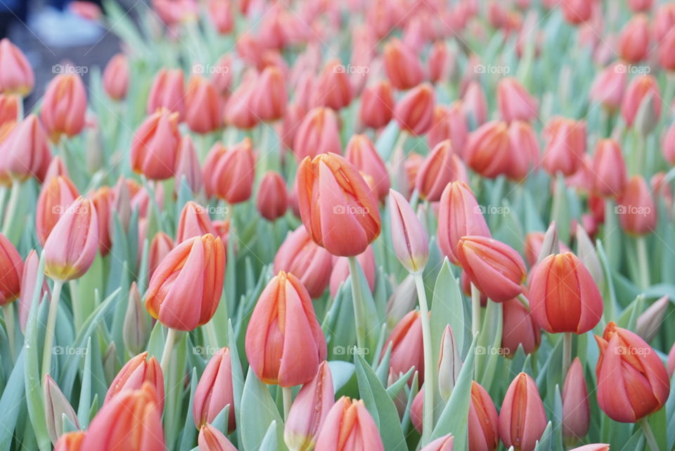 Tulips of Amsterdam 