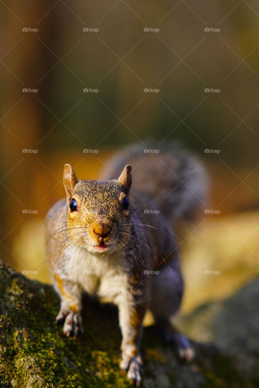 squirrel 