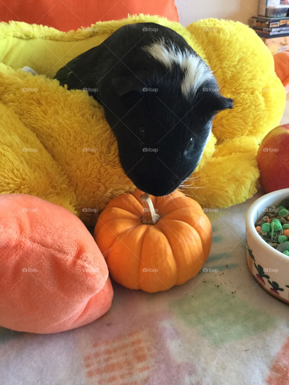 My Guinea piglet Timmy reaching  for the pumpkin