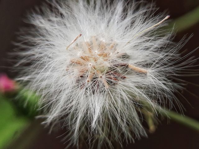 seed
