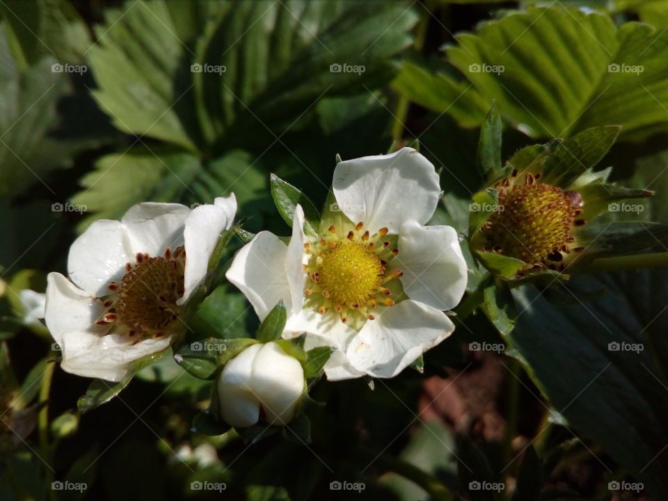 strawberry flower