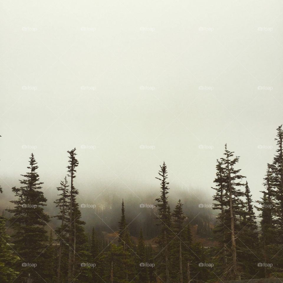 Misty morning 