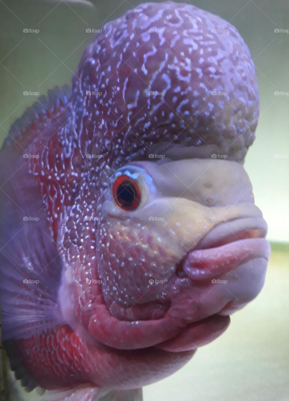 Louhan fish, this fish has its own uniqueness because of its large forehead, some people still believe that louhan fish can bring good luck.