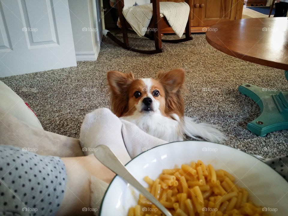 My Papillon puppy dog asking for a small bite of my mac and cheese please