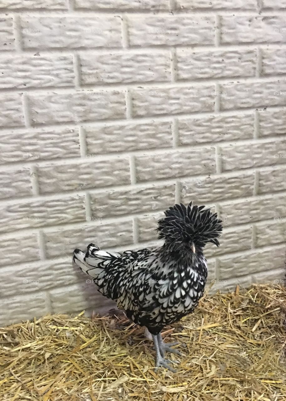 Chicken having a crazy hair day almost as wacky as my bad hair days as a stressed out mom. Good old fashioned fun on the farm with chickens. 
