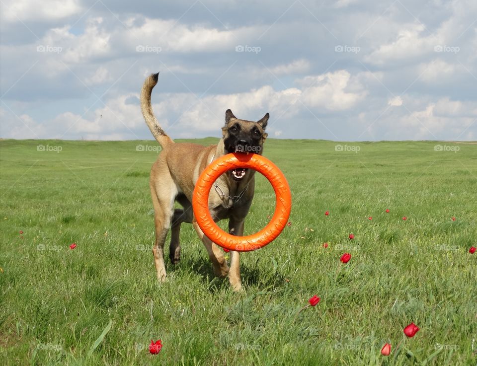 Malinois dog Spring Tulips