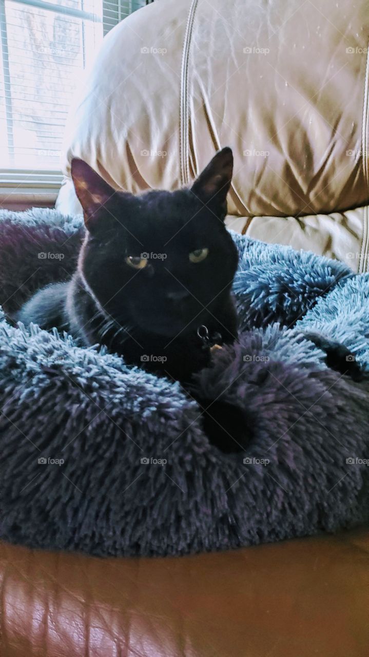 Black cat laying in a fluffy grey bed. Her two front legs hang over the beds pillow edge & she's looking at the camera. Her bed is up on a couch in front of a window.