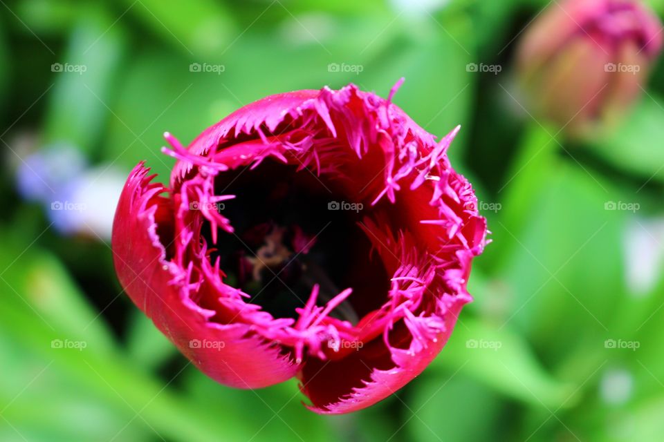 Purple tulip with black inside top view