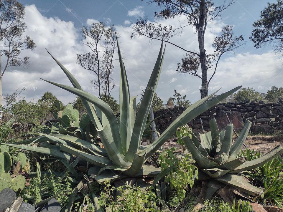 Mexican Maguey