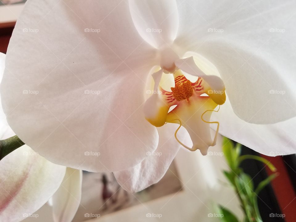 orchid white