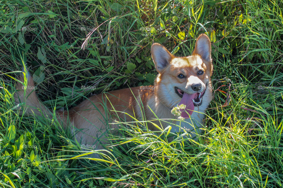 breed corgi dog walks on nature