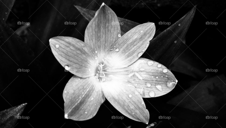 flower with spring droop