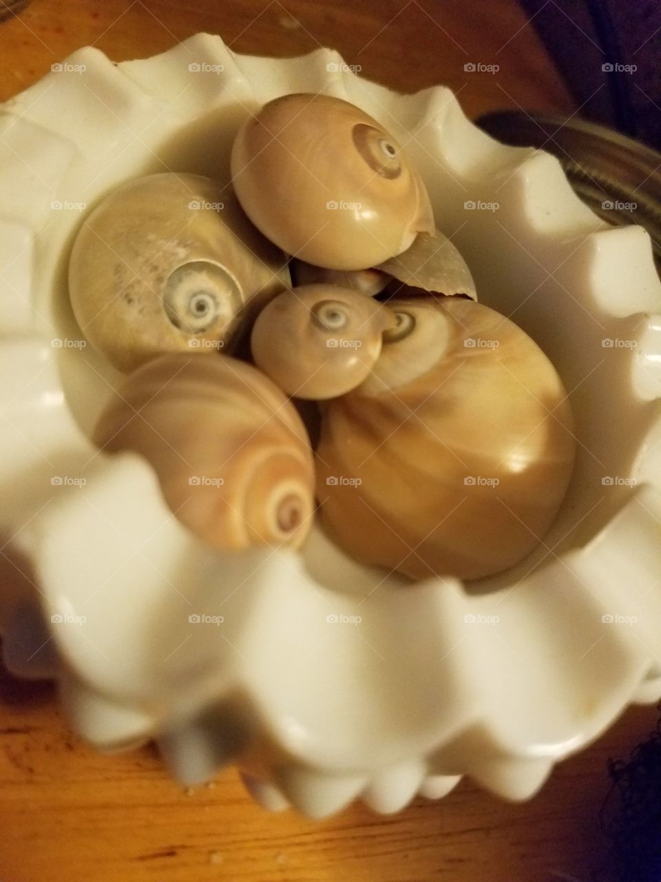 SHARK EYES FROM SANIBEL AND CAPTIVA ISLAND BEACH  🐚