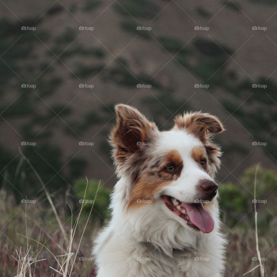 Rocky Mini Aussie 