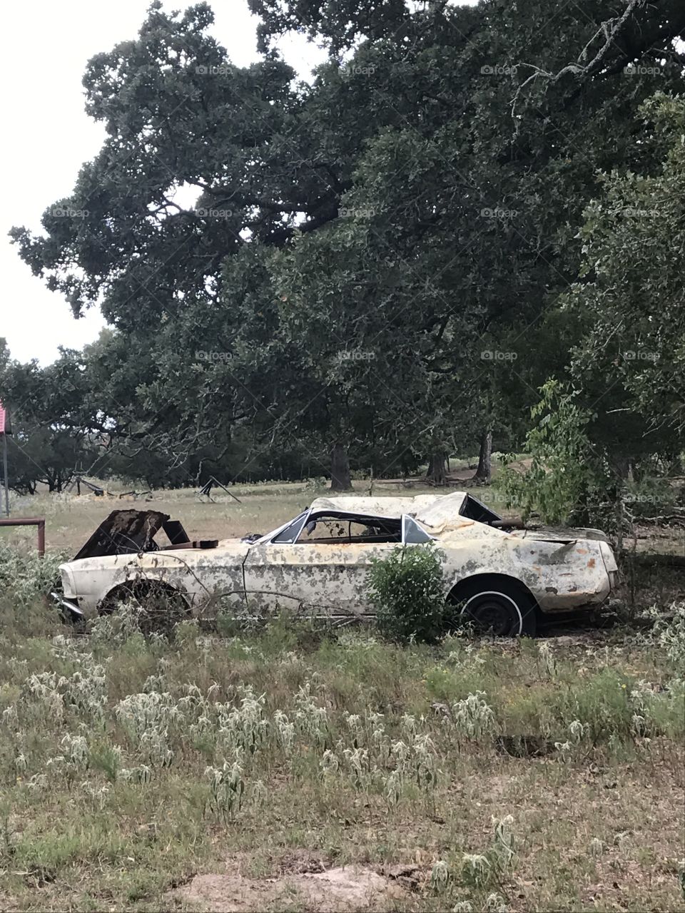 Wrecked mustang