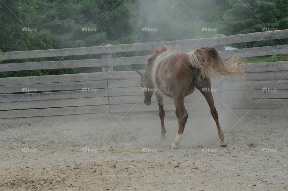 Horse shaking off Dust