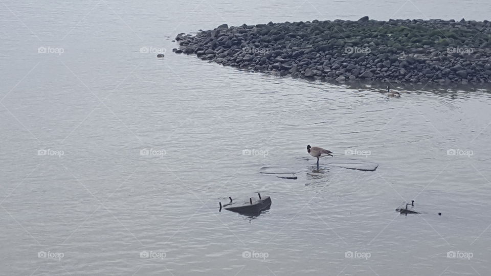 low tide at pier