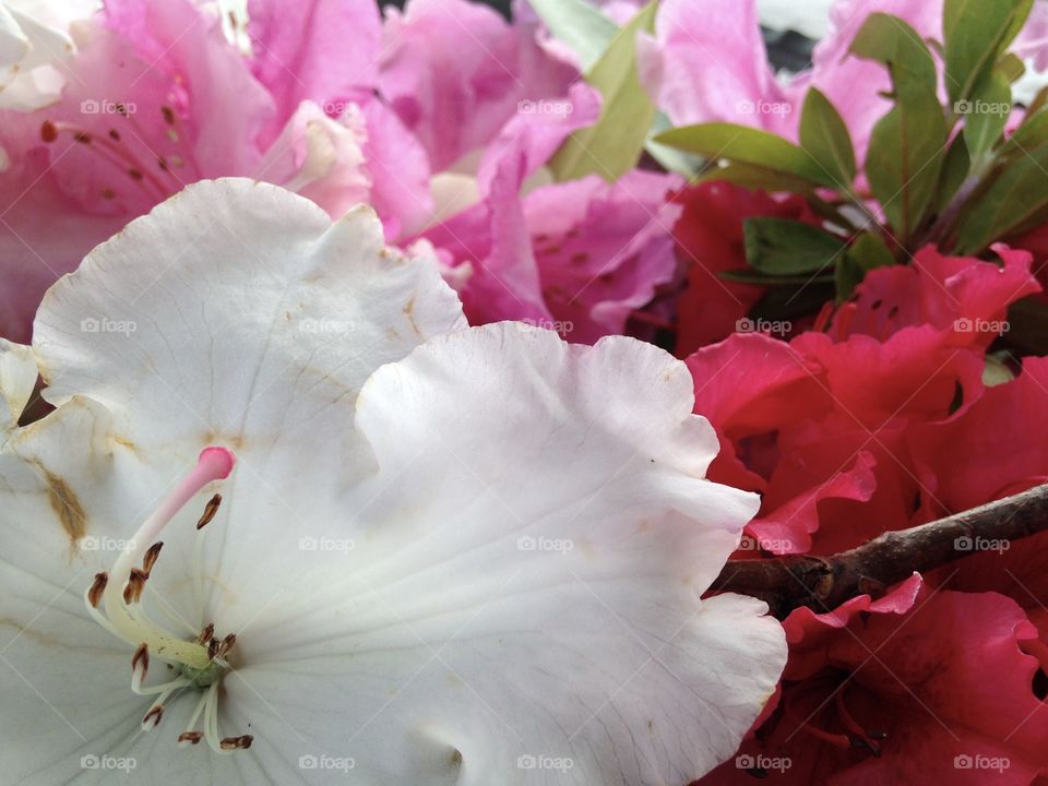 Beautiful floral assortment