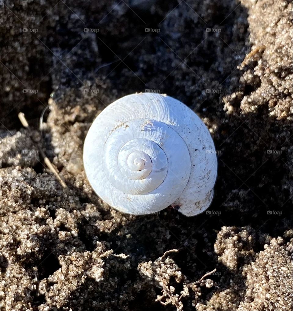 Schneckenhaus weiß auf Ackerboden 