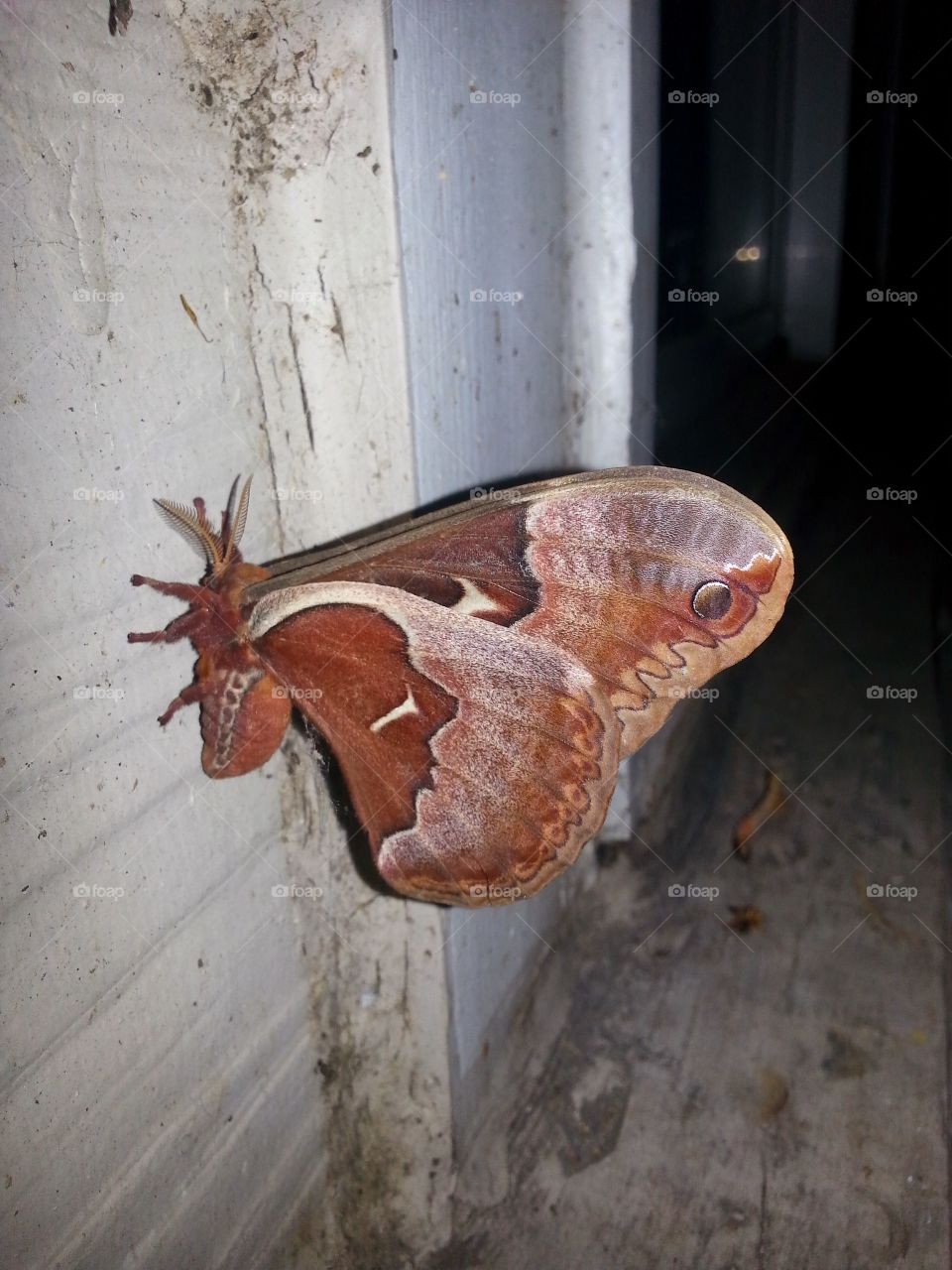 giant moth