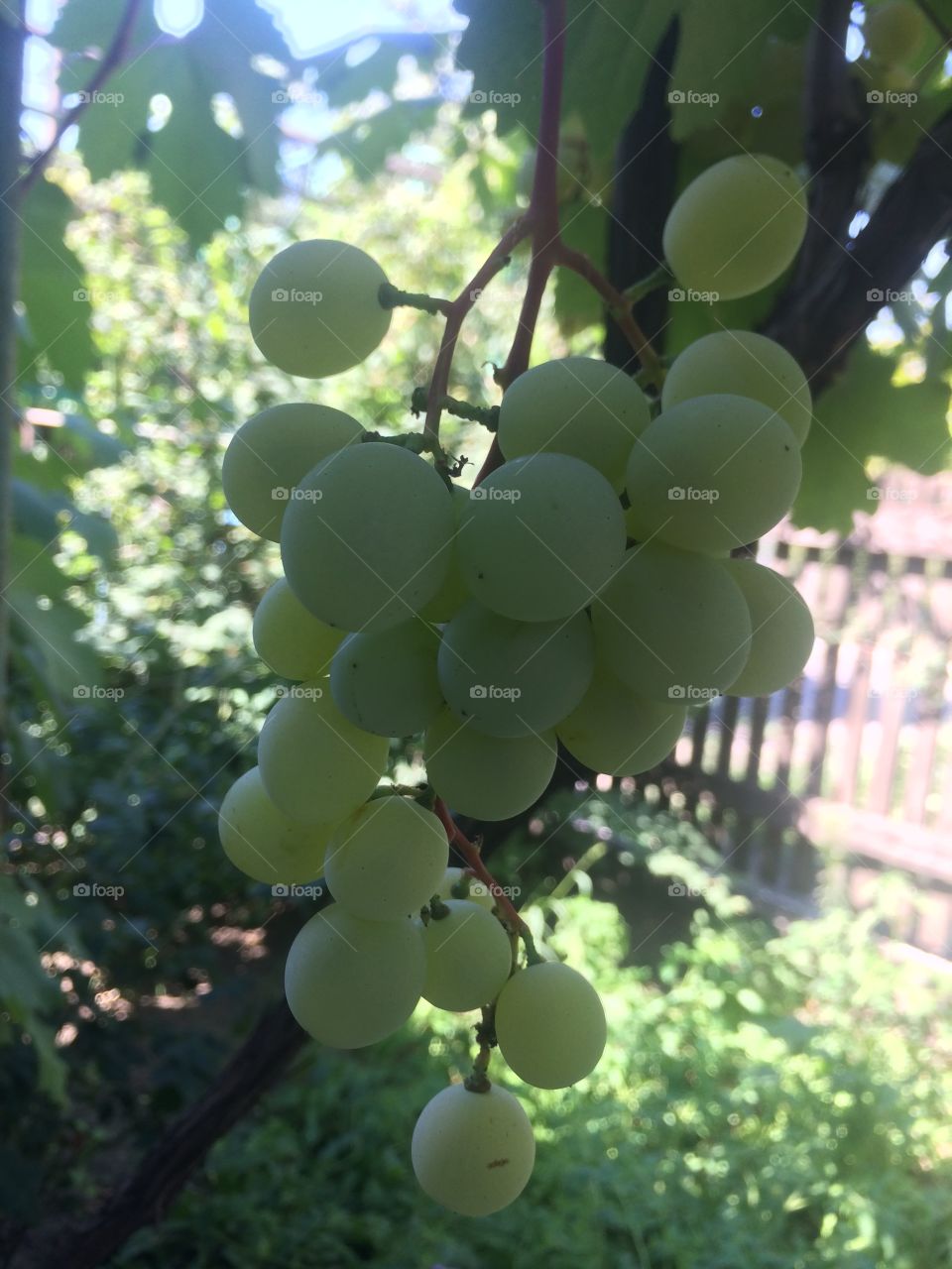 grapes