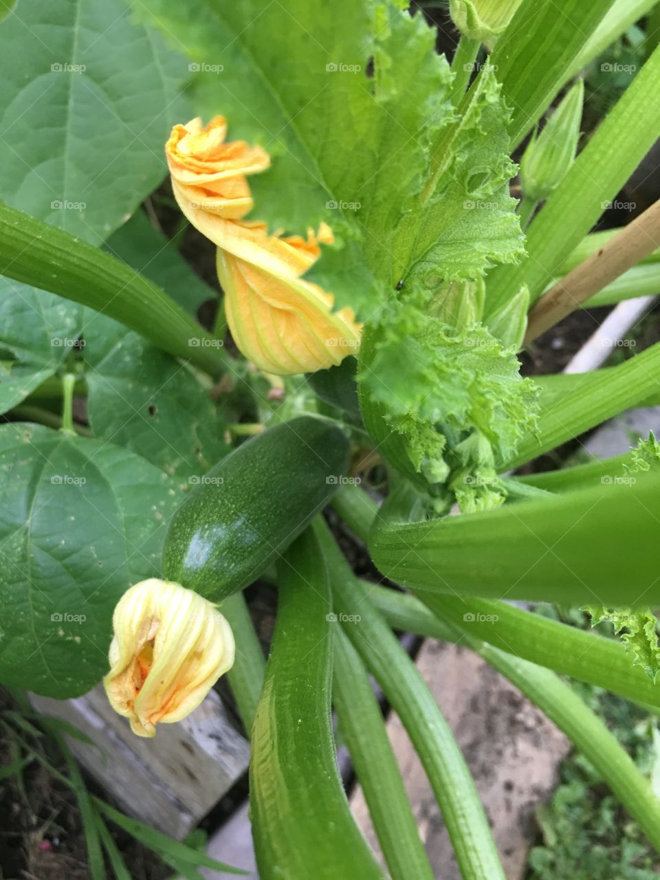 Black Beauty zucchini newly pollinated and growing nicely!