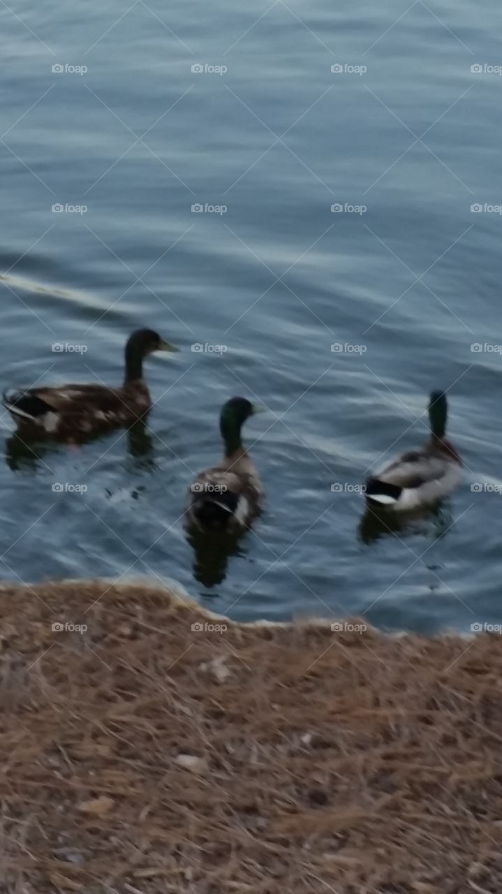 Ducks Ponds Water