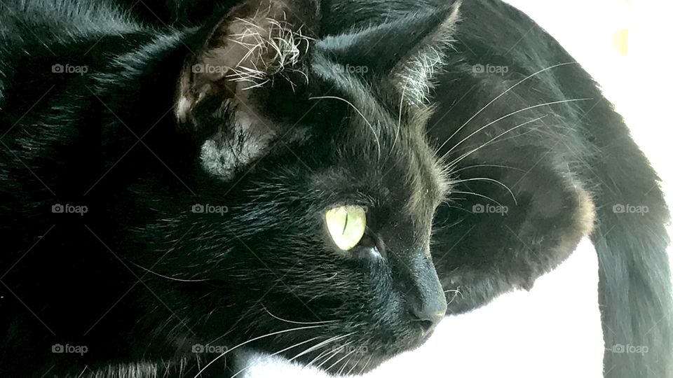 Sweet kitty cat sitting in front of window enjoying the afternoon sunshine warmth coming in the front window! 