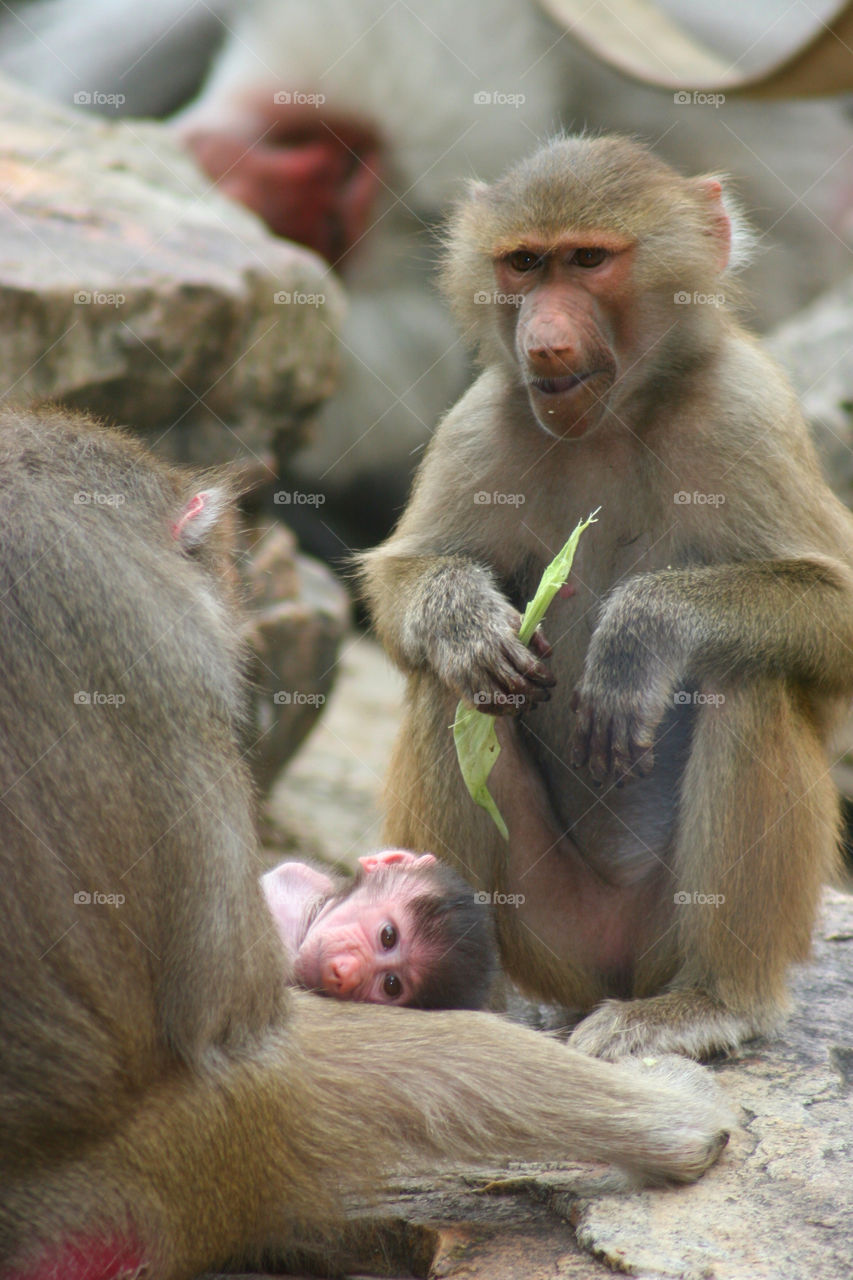 child mother faces zoo by kshapley