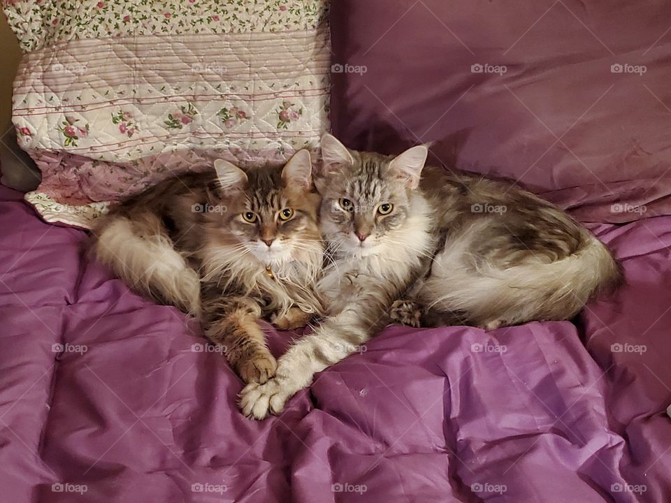 cats on a purple bed with their paws forming a heart