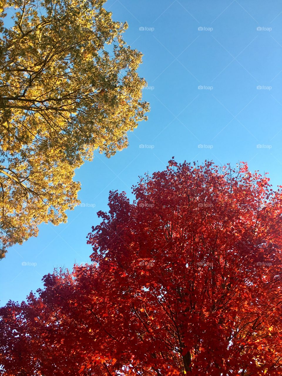 Low angle view of autumn trees