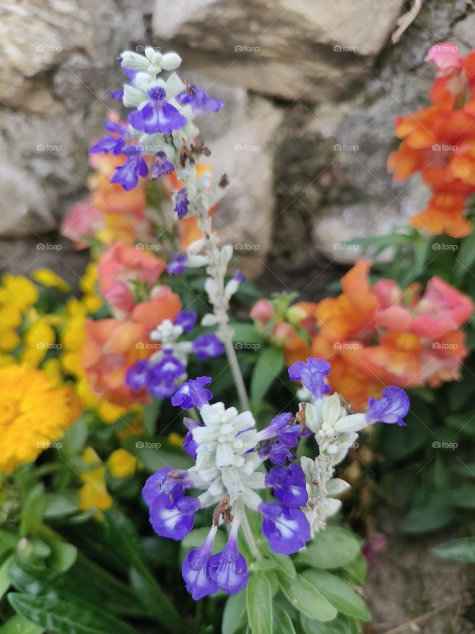 The flower language of pink sage is wisdom